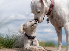 How to Socialize Your Puppy