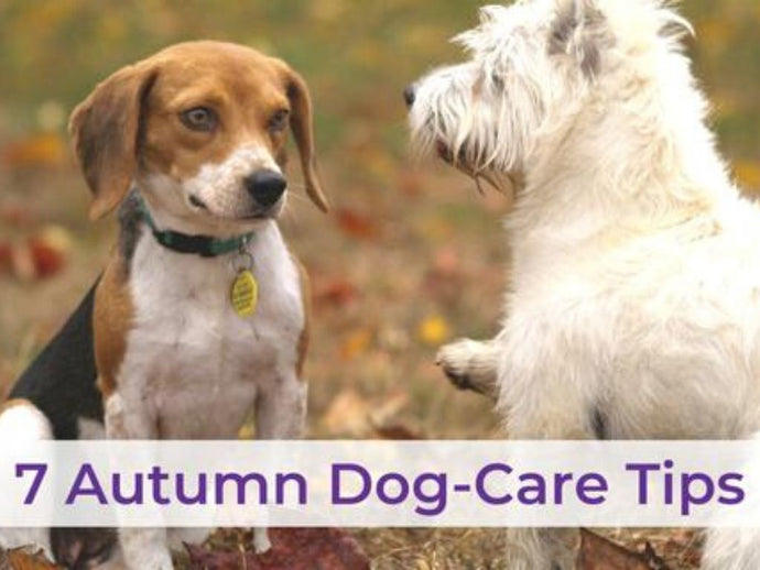 7 Autumn Dog Care Tips for a Fabulous Fall