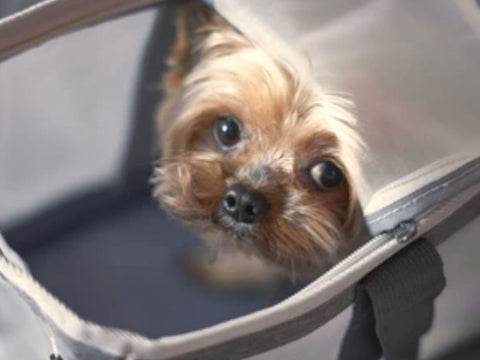 What's the Best Dog Carrier for Airplanes?