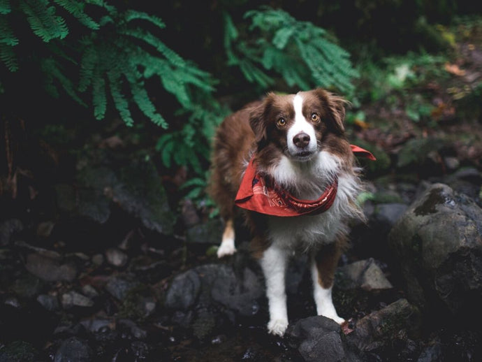 How To Take Great Pics Of Your Dog - 4 Dog Photography Tips (Phone-Camera Friendly!) 