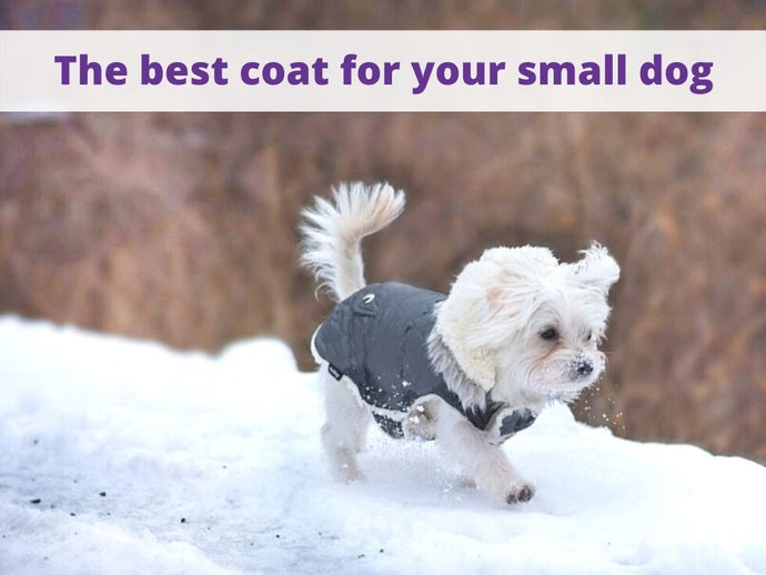 The Best Dog Coats for Small Dogs