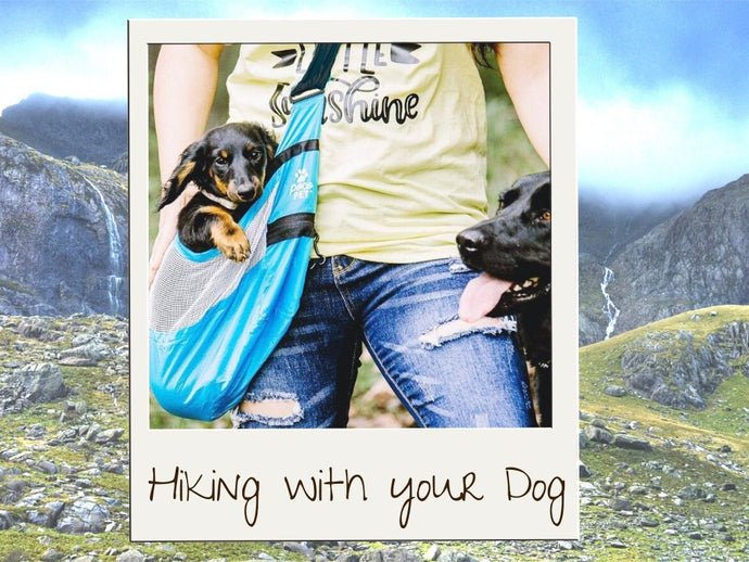 How to Hike With Your Small Dog