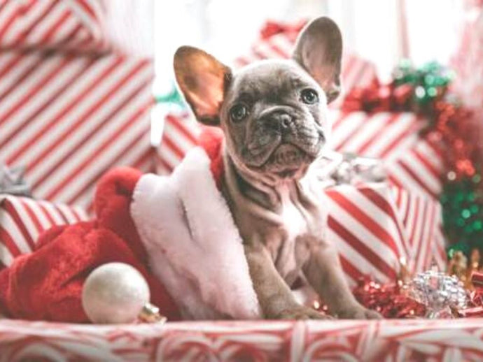 The Best Holiday Gift Guide for Dogs & Cats - 2020