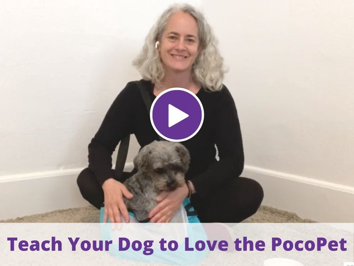 Train Your Dog to Love Their PocoPet