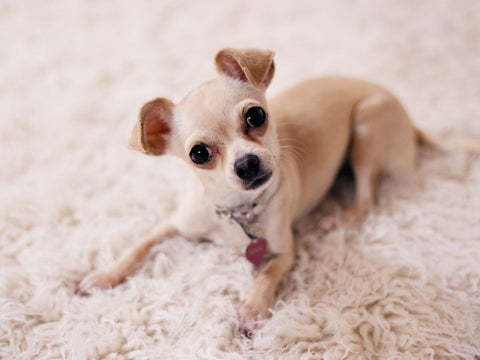 can you get a chihuahua puppy? 2